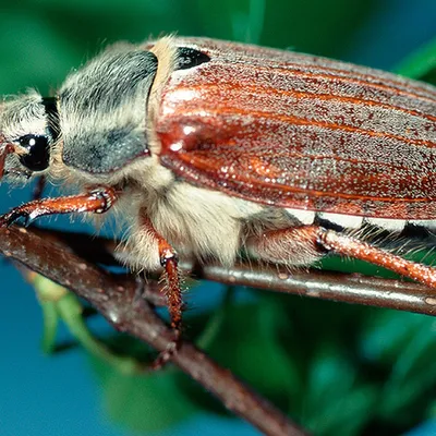 Природная аномалия: майские жуки в Москве активизировались в июле - KP.RU