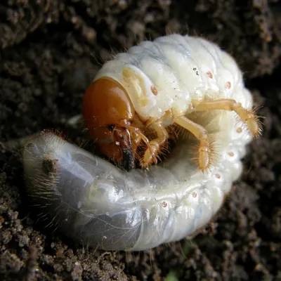 Хрущ, или майский жук — как бороться с вредителем? Описание, личинка, как  избавиться. Фото — Ботаничка