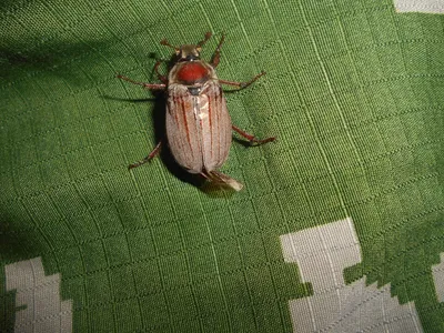 Как выглядит майский жук фото. Майский жук фото. | Рыбачил.ru