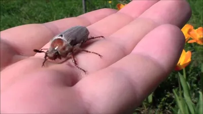 Майский жук: 105 фото и видео описание исчезающего вида насекомых