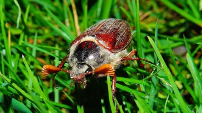 Скачать 1920x1080 майский жук, насекомое, трава обои, картинки full hd,  hdtv, fhd, 1080p