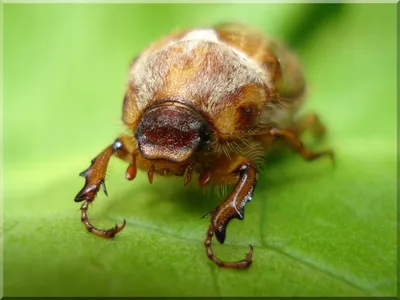 Картинка Майский жук на зеленом листе » Жуки » Насекомые » Животные »  Картинки 24 - скачать картинки бесплатно