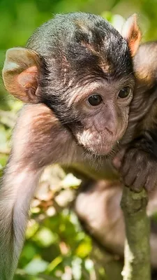Обои обезьянка, примас, шимпанзе, макака, живая природа для HD Samsung  Galaxy S3/J3/J4/J5, Meizu M5, Sony Xperia L1/L2 бесплатно, заставка  720x1280 - скачать картинки и фото
