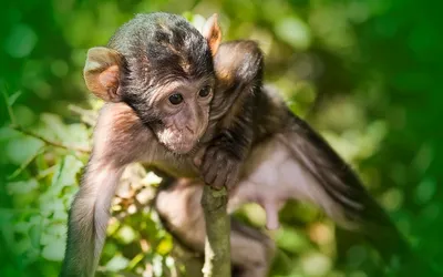 Обои обезьянка, примас, шимпанзе, макака, живая природа - картинка на  рабочий стол и фото бесплатно