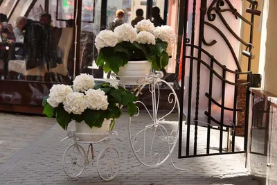 Обои на рабочий стол Горшки с белыми цветами на подставке в виде велосипеда  на улице во Львове, Украина, обои для рабочего стола, скачать обои, обои  бесплатно