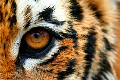 Желтый глаз тигра - 70 фото