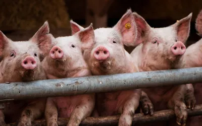 Украинские свиньи заболели опасной болезнью в 20 областях » Слово и Дело