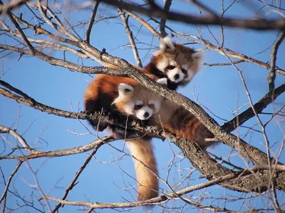 Playful | Red Panda ----Calgary Zoo | Nancy Chow | Flickr