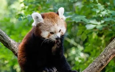 Малая или красная панда. Интересные факты! | Удивительное рядом | Дзен