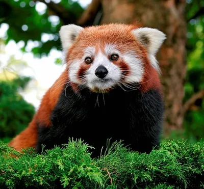 Картинки животное, красная панда, малая панда, природа, дерево, боке - обои  1600x1200, картинка №301271