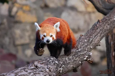 Малая панда (красная панда) Стоковое Фото - изображение насчитывающей  кабель, когти: 48731858