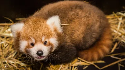 Малая или красная панда (лат. Ailurus fulgens) – Интересные животные