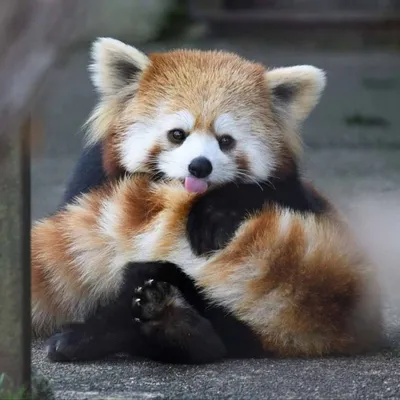 Красная панда, Firefox или Малая панда Ailurus fulgens на дереве - Ozero -  российский фотосток