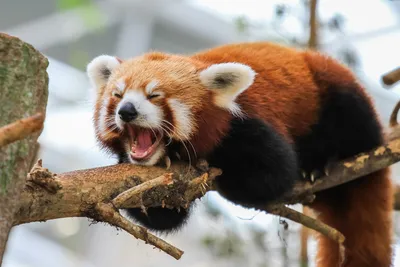 Посетителям Московского зоопарка показали красную панду :: Новости :: ТВ  Центр