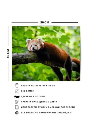 Малая панда / red panda :: красная панда :: живность :: Малая панда Red  Pandas животные / смешные картинки и другие приколы: комиксы, гиф анимация,  видео, лучший интеллектуальный юмор.