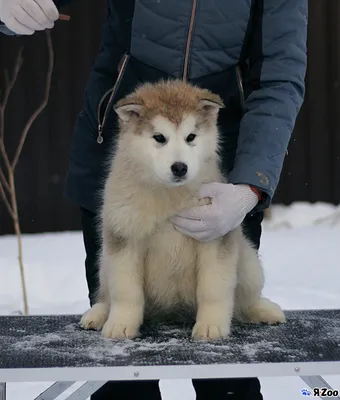 Аляскинский маламут щенки — продам собачку в Москве за 40000 ₽ на ZooYa.ru