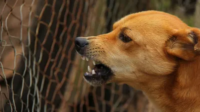 В Актобе мальчика загрызли собаки: полиция закрыла уголовное дело -  18.08.2022, Sputnik Казахстан