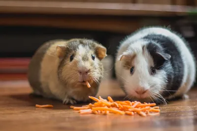 Морские свинки кушают кашу / Guinea pigs are tasting porridge! - YouTube