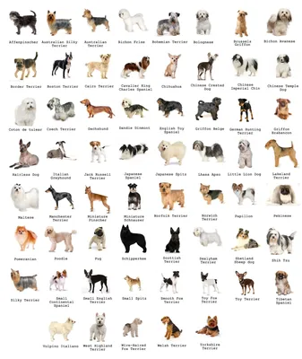 Породы собак картинка #511493 - Породы собак без шерсти: фото и описание,  характер и уход - скачать