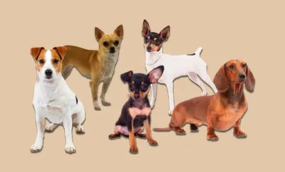 20 Лучших Пород Маленьких Собак – Рейтинг 2023 года