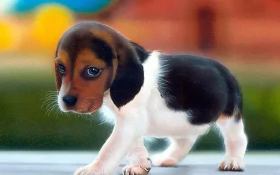 Маленькие умные породы собак - 49 фото: смотреть онлайн
