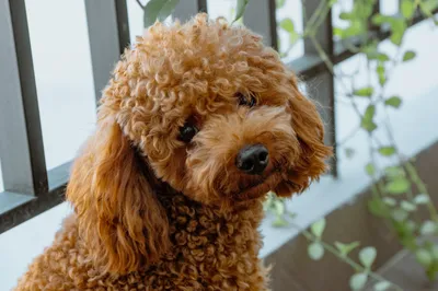 Какие породы собак самые умные: 7 самых сообразительных маленьких собак с  фото