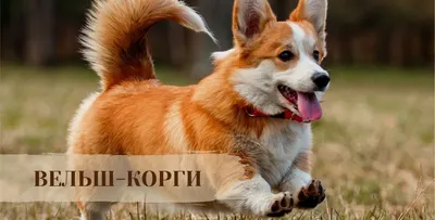 Маленькие породы собак : фото, названия, описание и характеристики 30  популярных маленьких пород собак | For-pet