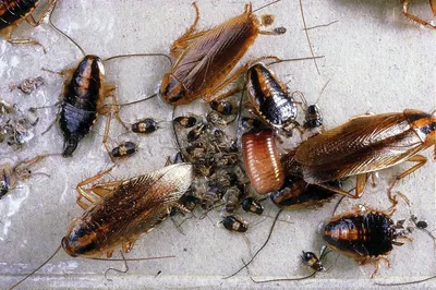 Как выглядят маленькие тараканы: фото, описание, вид