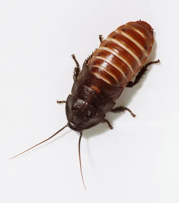 Маленькие домашние тараканы - 34 фото: смотреть онлайн