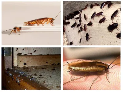 Как избавиться от тараканов: обзор эффективных способов