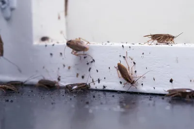 Маленькие тараканы на кухне - 58 фото