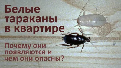 Личинки тараканов в квартире: как они выглядят и при какой температуре  погибают