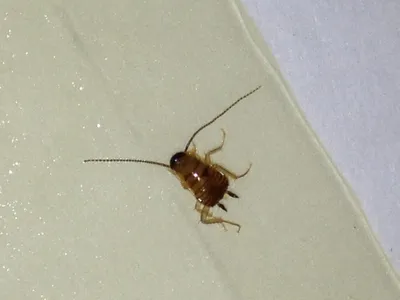 Тараканы маленькие коричневые - 30 фото: смотреть онлайн