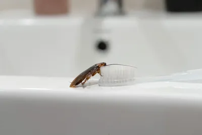 Маленькие тараканы в ванной - 27 фото: смотреть онлайн