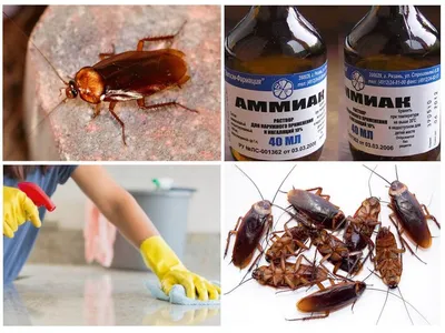 Как избавиться от тараканов: обзор эффективных способов