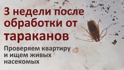 Тараканы в квартире: как они появляются и как их уничтожить