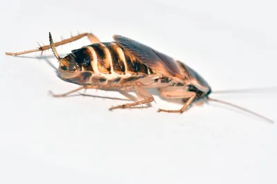 Виды тараканов: разновидности, фото, описание, опасные и безопасные тараканы