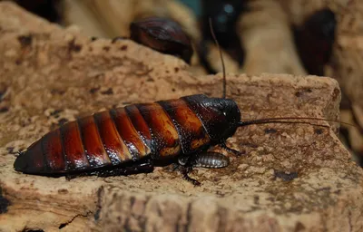 Маленькие домашние тараканы - 34 фото: смотреть онлайн
