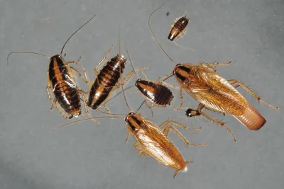 ➀ Маленькие тараканы: как выглядят домашние в квартире, появились в ванной  молодые детеныши, только родившиеся, как вывести