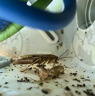 Как выглядят яйца и личинки тараканов, как уничтожить и сколько откладывают