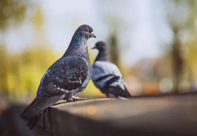 Голубь: 10 особенностей «птицы мира», которые отталкивают от неё многих  натуралистов | Приключения натуралиста | Дзен