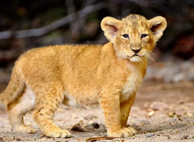 Маленький лев Cubs стоковое фото. изображение насчитывающей сторновка -  89360174