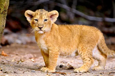 Маленький лев Cubs стоковое фото. изображение насчитывающей взгляд -  89359924