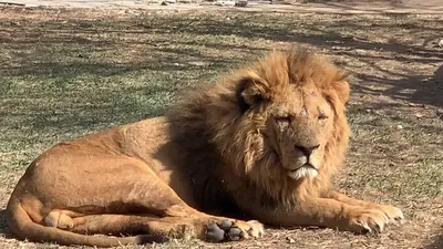 Маленький лев Cubs стоковое фото. изображение насчитывающей мило - 89422360