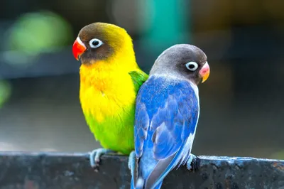 Маленьких попугаев фото