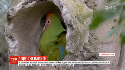 Волнистый Попугай Обыкновенный Попугай Маленький Попугай На Ладони —  стоковые фотографии и другие картинки Германия - iStock