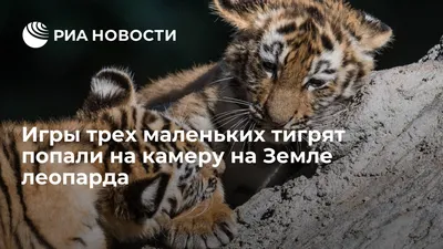 Пражский зоопарк показал новорожденных малайских тигрят