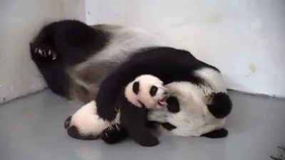 Московский зоопарк показал, как маленькая панда принимает ванну - KP.RU