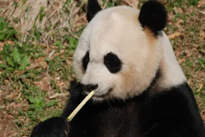 Stuffed Panda Bear 30 Days, Baby Panda Stuffed Animal in 11 Inches
