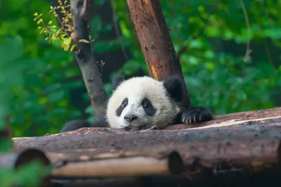 маленькая красная панда детеныш: 7 тыс изображений найдено в  Яндекс.Картинках | Red panda cute, Cute baby animals, Baby animals